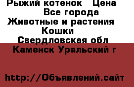 Рыжий котенок › Цена ­ 1 - Все города Животные и растения » Кошки   . Свердловская обл.,Каменск-Уральский г.